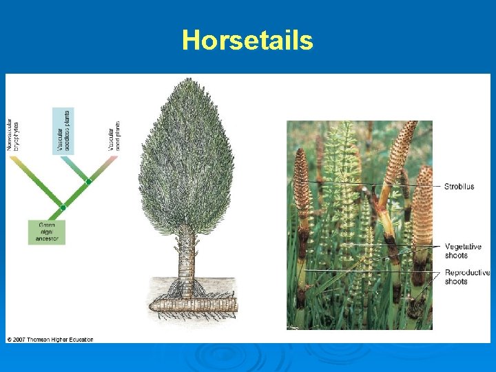 Horsetails 