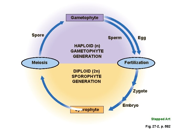 Gametophyte Spore Sperm Egg HAPLOID (n) GAMETOPHYTE GENERATION Meiosis Fertilization DIPLOID (2 n) SPOROPHYTE
