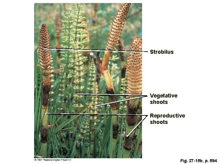 Strobilus Vegetative shoots Reproductive shoots Fig. 27 -15 b, p. 594 