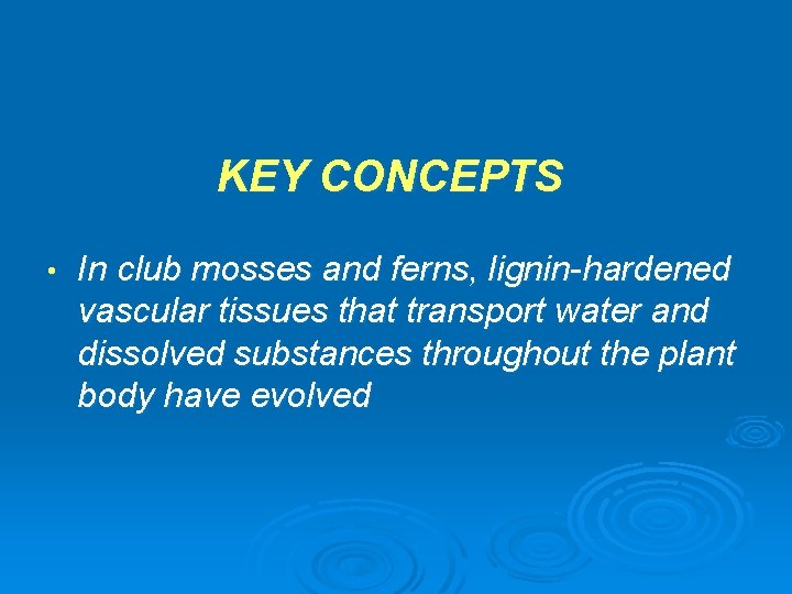 KEY CONCEPTS • In club mosses and ferns, lignin-hardened vascular tissues that transport water