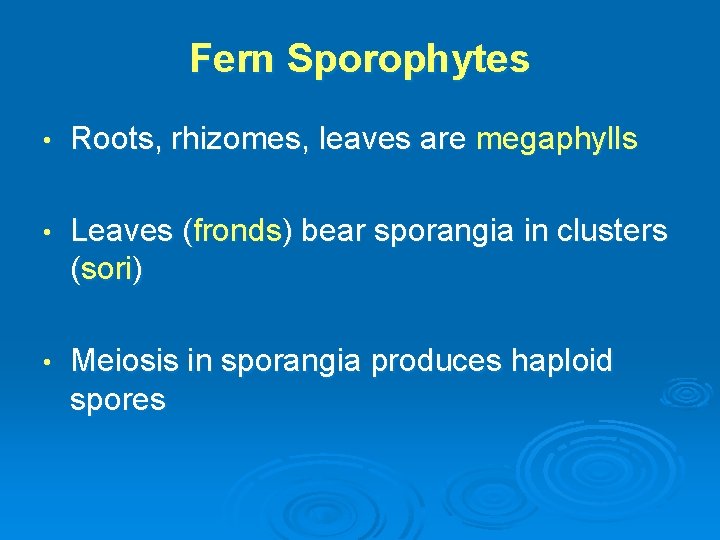 Fern Sporophytes • Roots, rhizomes, leaves are megaphylls • Leaves (fronds) bear sporangia in