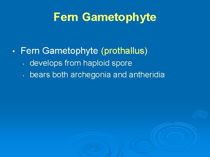 Fern Gametophyte • Fern Gametophyte (prothallus) • • develops from haploid spore bears both