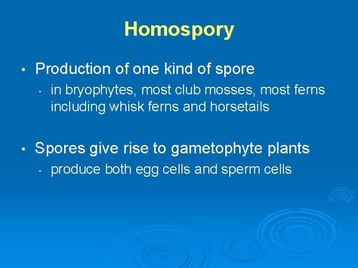 Homospory • Production of one kind of spore • • in bryophytes, most club