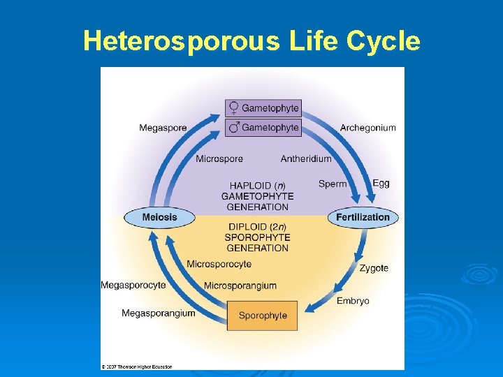 Heterosporous Life Cycle 