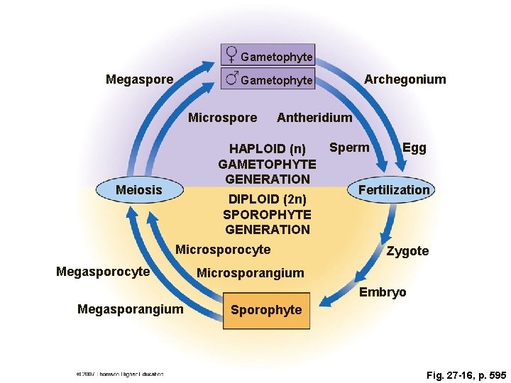 Gametophyte Megaspore Gametophyte Microspore Archegonium Antheridium Sperm Egg HAPLOID (n) GAMETOPHYTE GENERATION Fertilization DIPLOID
