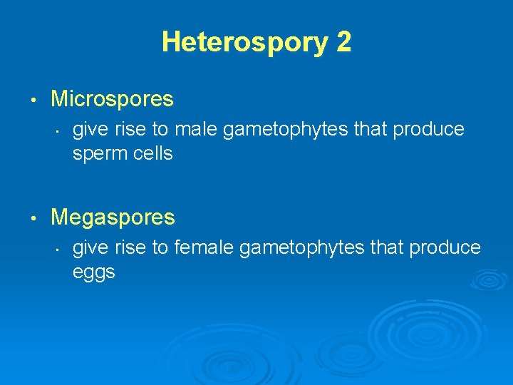 Heterospory 2 • Microspores • • give rise to male gametophytes that produce sperm