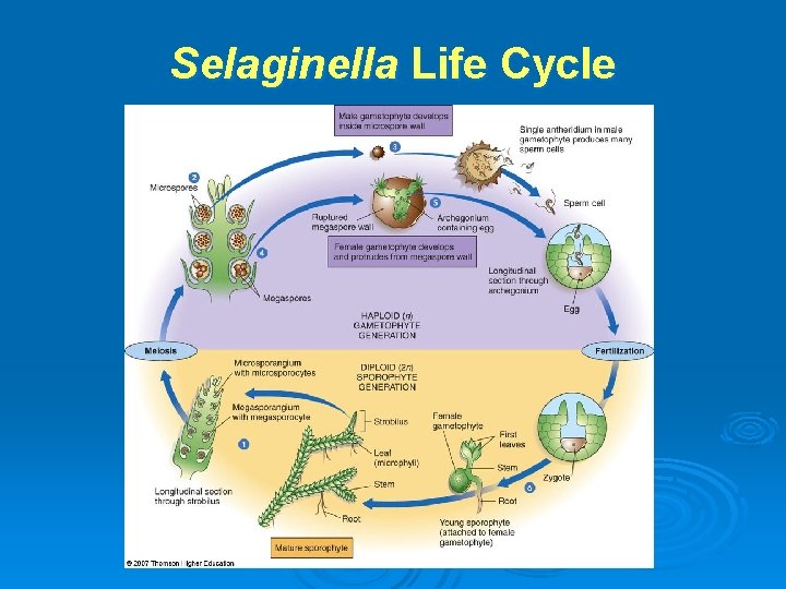 Selaginella Life Cycle 