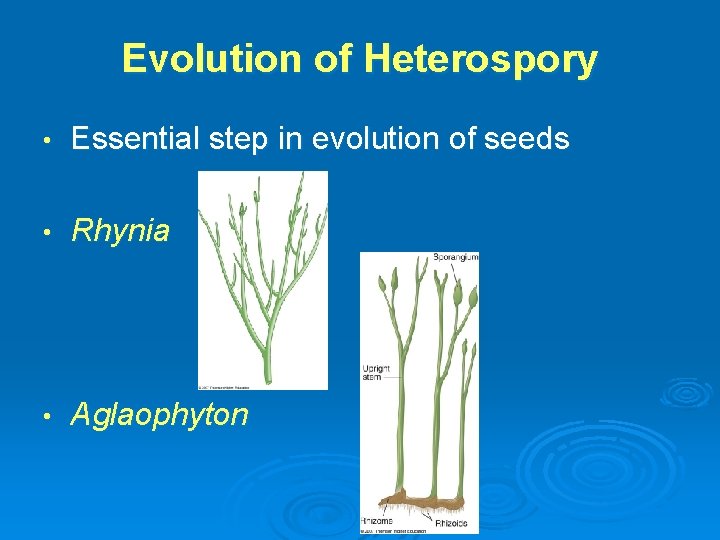 Evolution of Heterospory • Essential step in evolution of seeds • Rhynia • Aglaophyton