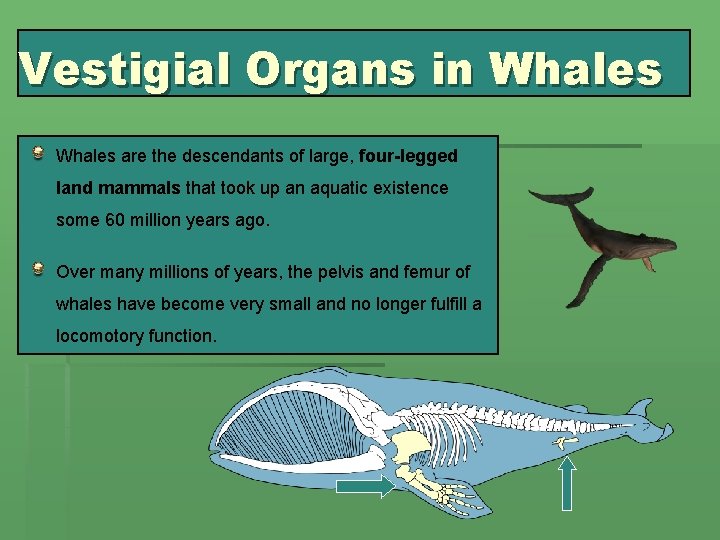 Topic 5 Ecology And Evolution 5 4 Evolution