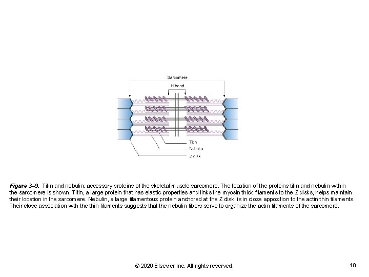 Figure 3– 9. Titin and nebulin: accessory proteins of the skeletal muscle sarcomere. The Figure 3– 9. Titin and nebulin: accessory proteins of the skeletal muscle sarcomere. The