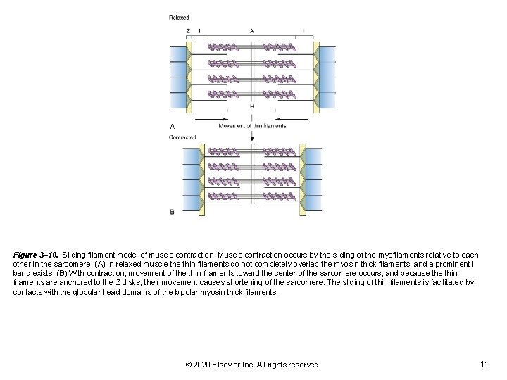 Figure 3– 10. Sliding filament model of muscle contraction. Muscle contraction occurs by the Figure 3– 10. Sliding filament model of muscle contraction. Muscle contraction occurs by the