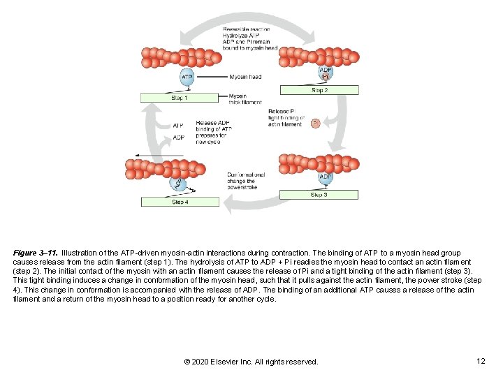 Figure 3– 11. Illustration of the ATP-driven myosin-actin interactions during contraction. The binding of Figure 3– 11. Illustration of the ATP-driven myosin-actin interactions during contraction. The binding of