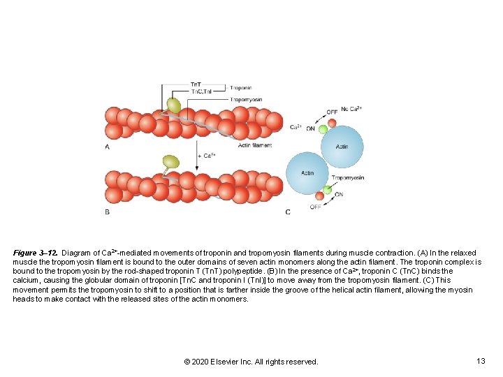 Figure 3– 12. Diagram of Ca 2+-mediated movements of troponin and tropomyosin filaments during Figure 3– 12. Diagram of Ca 2+-mediated movements of troponin and tropomyosin filaments during