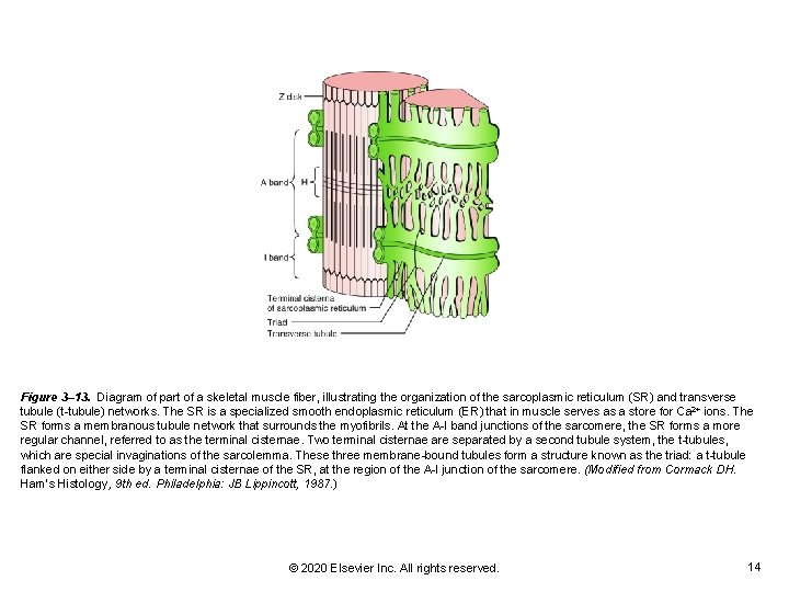 Figure 3– 13. Diagram of part of a skeletal muscle fiber, illustrating the organization Figure 3– 13. Diagram of part of a skeletal muscle fiber, illustrating the organization