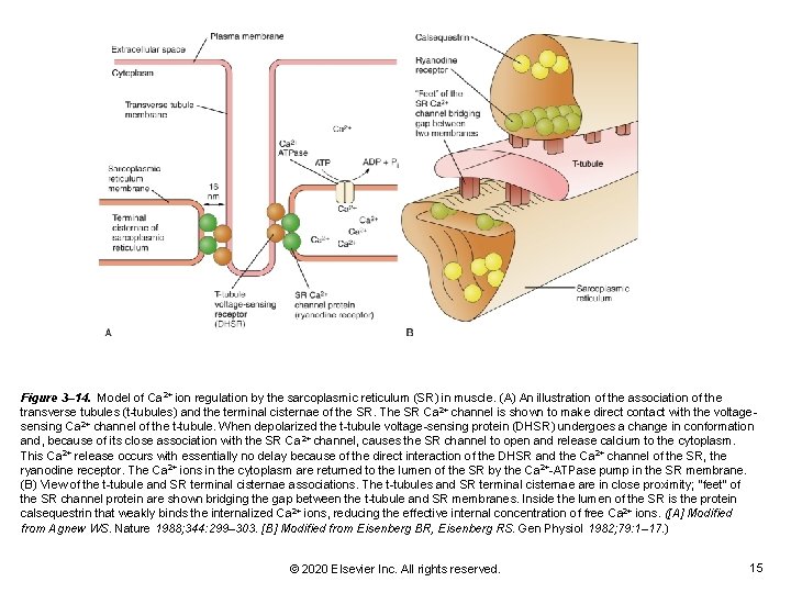 Figure 3– 14. Model of Ca 2+ ion regulation by the sarcoplasmic reticulum (SR) Figure 3– 14. Model of Ca 2+ ion regulation by the sarcoplasmic reticulum (SR)