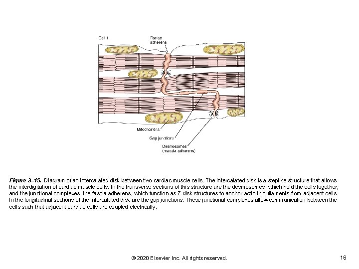 Figure 3– 15. Diagram of an intercalated disk between two cardiac muscle cells. The Figure 3– 15. Diagram of an intercalated disk between two cardiac muscle cells. The