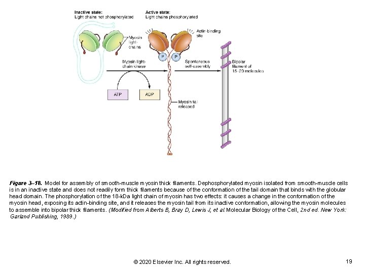 Figure 3– 18. Model for assembly of smooth-muscle myosin thick filaments. Dephosphorylated myosin isolated Figure 3– 18. Model for assembly of smooth-muscle myosin thick filaments. Dephosphorylated myosin isolated