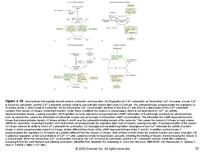 Figure 3– 19. Mechanisms that regulate smooth-muscle contraction and relaxation. (A) Regulation by Ca Figure 3– 19. Mechanisms that regulate smooth-muscle contraction and relaxation. (A) Regulation by Ca