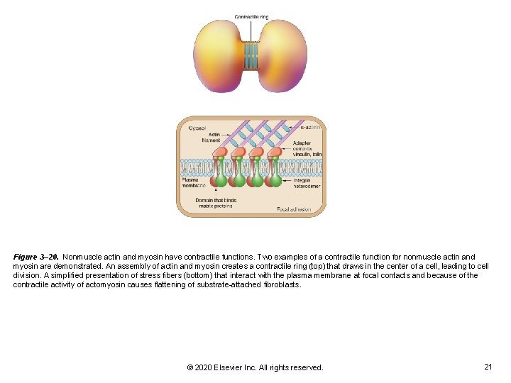 Figure 3– 20. Nonmuscle actin and myosin have contractile functions. Two examples of a Figure 3– 20. Nonmuscle actin and myosin have contractile functions. Two examples of a