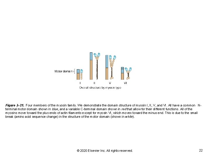 Figure 3– 21. Four members of the myosin family. We demonstrate the domain structure Figure 3– 21. Four members of the myosin family. We demonstrate the domain structure