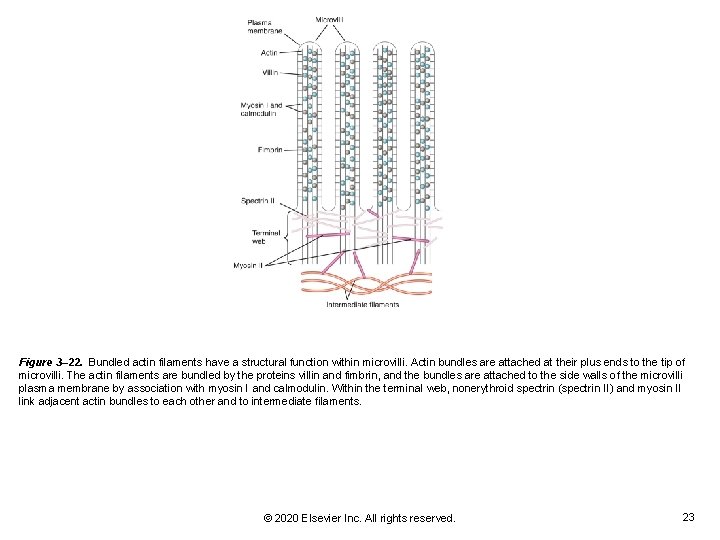 Figure 3– 22. Bundled actin filaments have a structural function within microvilli. Actin bundles Figure 3– 22. Bundled actin filaments have a structural function within microvilli. Actin bundles