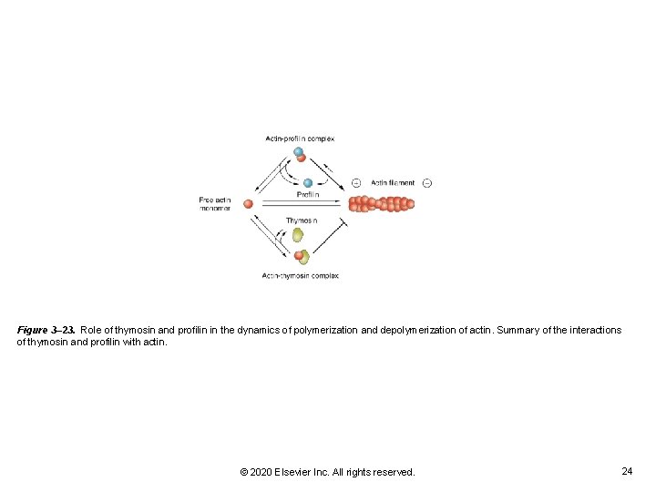 Figure 3– 23. Role of thymosin and profilin in the dynamics of polymerization and Figure 3– 23. Role of thymosin and profilin in the dynamics of polymerization and