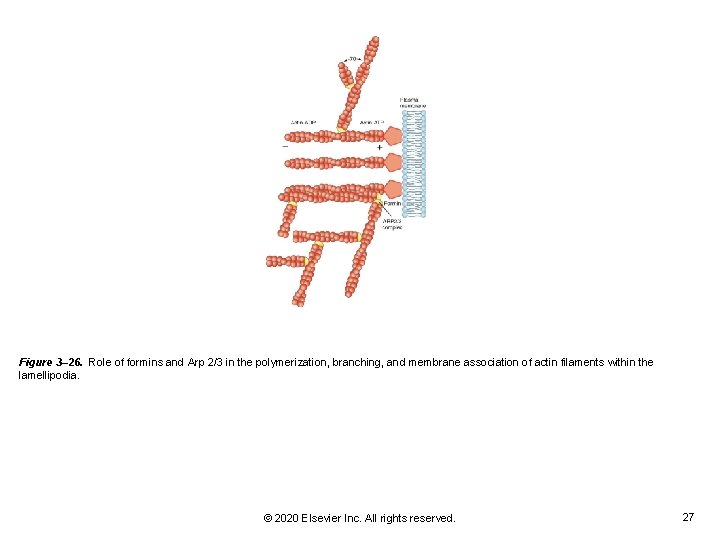 Figure 3– 26. Role of formins and Arp 2/3 in the polymerization, branching, and Figure 3– 26. Role of formins and Arp 2/3 in the polymerization, branching, and