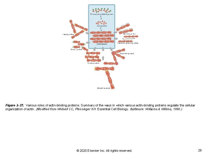 Figure 3– 27. Various roles of actin-binding proteins. Summary of the ways in which Figure 3– 27. Various roles of actin-binding proteins. Summary of the ways in which