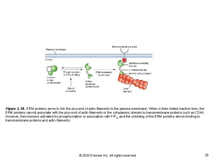 Figure 3– 28. ERM proteins serve to link the plus end of actin filaments Figure 3– 28. ERM proteins serve to link the plus end of actin filaments