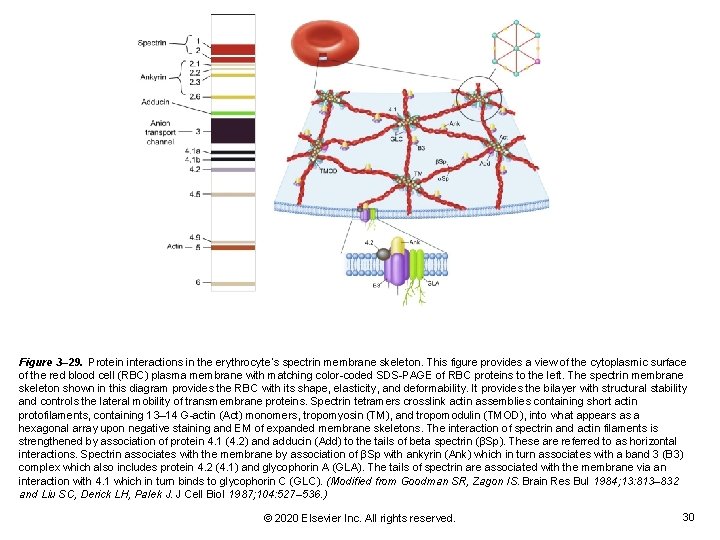 Figure 3– 29. Protein interactions in the erythrocyte᾽s spectrin membrane skeleton. This figure provides Figure 3– 29. Protein interactions in the erythrocyte᾽s spectrin membrane skeleton. This figure provides