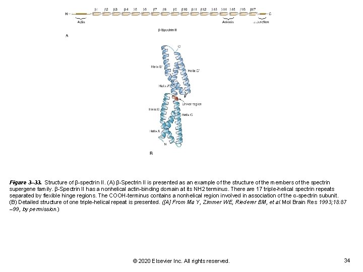 Figure 3– 33. Structure of β-spectrin II. (A) β-Spectrin II is presented as an Figure 3– 33. Structure of β-spectrin II. (A) β-Spectrin II is presented as an