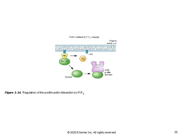 Figure 3– 34. Regulation of the profilin-actin interaction by PIP 2. © 2020 Elsevier Figure 3– 34. Regulation of the profilin-actin interaction by PIP 2. © 2020 Elsevier
