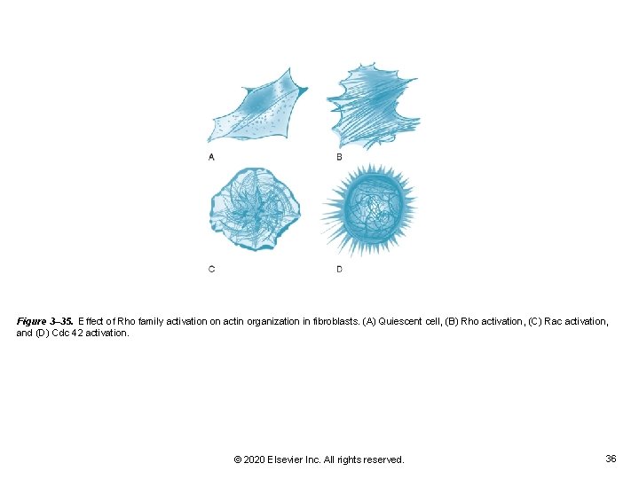 Figure 3– 35. Effect of Rho family activation on actin organization in fibroblasts. (A) Figure 3– 35. Effect of Rho family activation on actin organization in fibroblasts. (A)