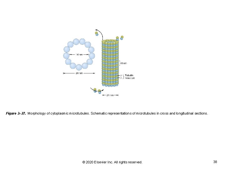 Figure 3– 37. Morphology of cytoplasmic microtubules. Schematic representations of microtubules in cross and Figure 3– 37. Morphology of cytoplasmic microtubules. Schematic representations of microtubules in cross and