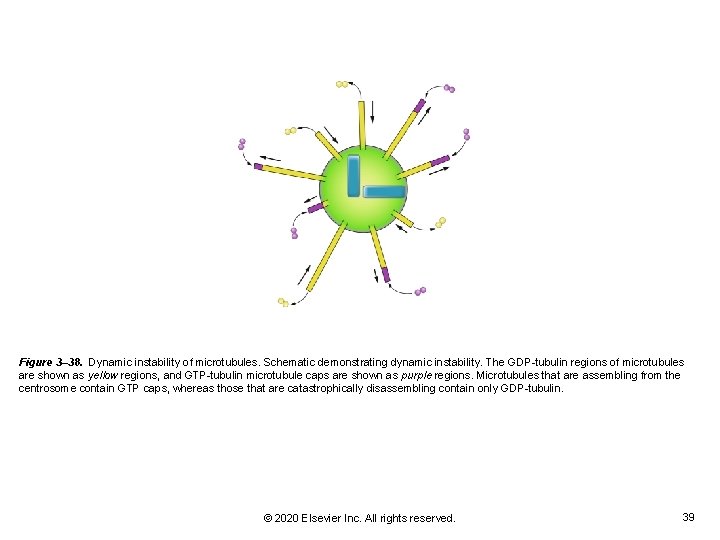 Figure 3– 38. Dynamic instability of microtubules. Schematic demonstrating dynamic instability. The GDP-tubulin regions Figure 3– 38. Dynamic instability of microtubules. Schematic demonstrating dynamic instability. The GDP-tubulin regions