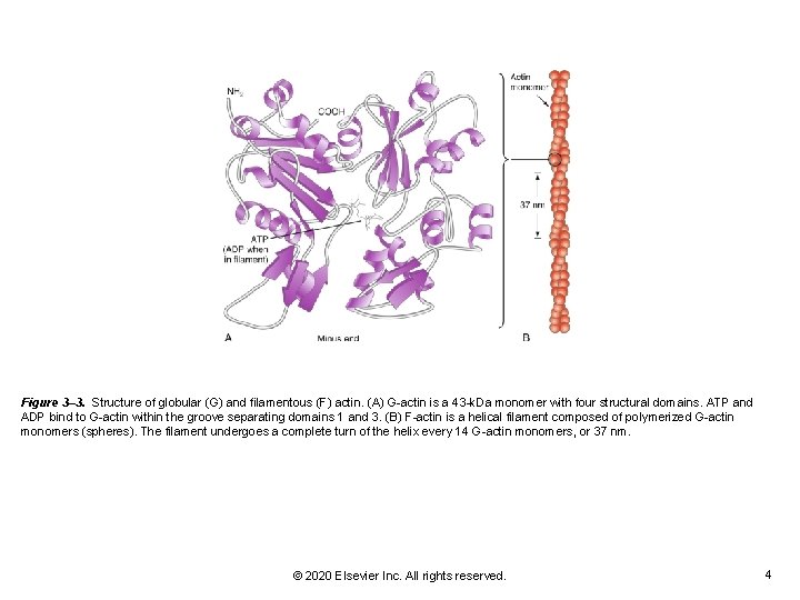 Figure 3– 3. Structure of globular (G) and filamentous (F) actin. (A) G-actin is Figure 3– 3. Structure of globular (G) and filamentous (F) actin. (A) G-actin is