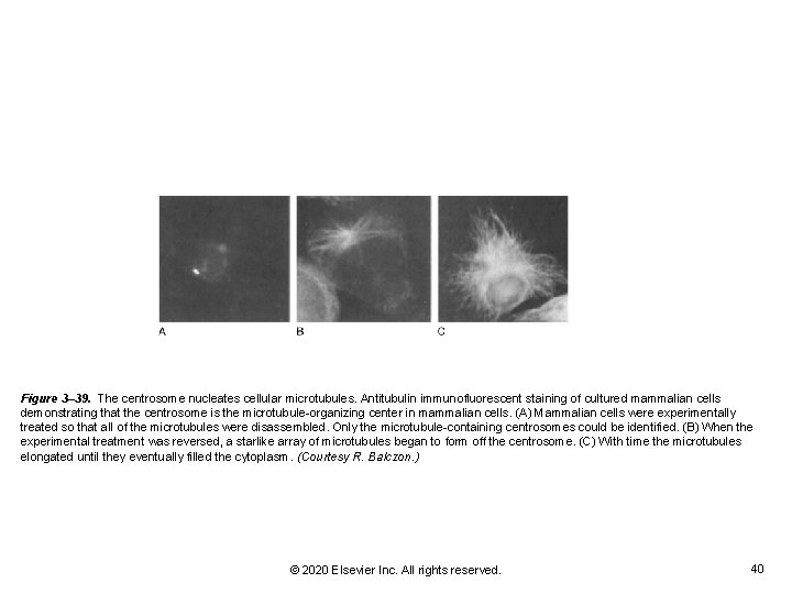 Figure 3– 39. The centrosome nucleates cellular microtubules. Antitubulin immunofluorescent staining of cultured mammalian Figure 3– 39. The centrosome nucleates cellular microtubules. Antitubulin immunofluorescent staining of cultured mammalian