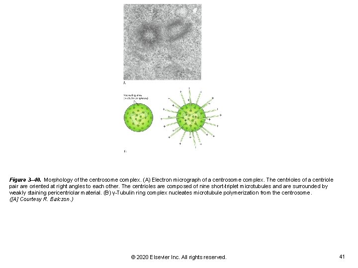 Figure 3– 40. Morphology of the centrosome complex. (A) Electron micrograph of a centrosome Figure 3– 40. Morphology of the centrosome complex. (A) Electron micrograph of a centrosome