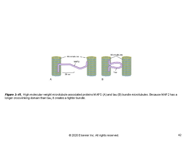 Figure 3– 41. High-molecular weight microtubule-associated proteins MAPS (A) and tau (B) bundle microtubules. Figure 3– 41. High-molecular weight microtubule-associated proteins MAPS (A) and tau (B) bundle microtubules.