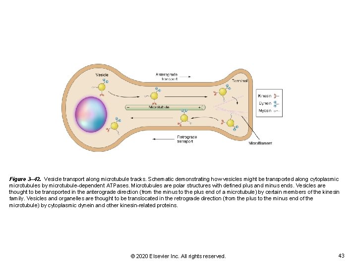 Figure 3– 42. Vesicle transport along microtubule tracks. Schematic demonstrating how vesicles might be Figure 3– 42. Vesicle transport along microtubule tracks. Schematic demonstrating how vesicles might be