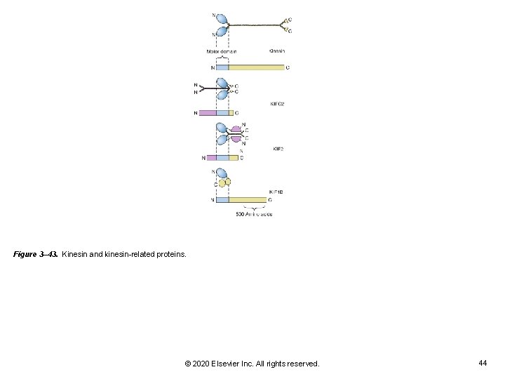 Figure 3– 43. Kinesin and kinesin-related proteins. © 2020 Elsevier Inc. All rights reserved. Figure 3– 43. Kinesin and kinesin-related proteins. © 2020 Elsevier Inc. All rights reserved.