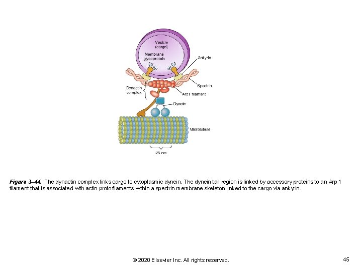 Figure 3– 44. The dynactin complex links cargo to cytoplasmic dynein. The dynein tail Figure 3– 44. The dynactin complex links cargo to cytoplasmic dynein. The dynein tail
