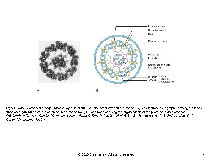 Figure 3– 45. Axonemal nine-plus-two array of microtubules and other axoneme proteins. (A) An Figure 3– 45. Axonemal nine-plus-two array of microtubules and other axoneme proteins. (A) An
