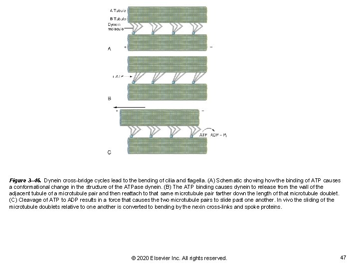 Figure 3– 46. Dynein cross-bridge cycles lead to the bending of cilia and flagella. Figure 3– 46. Dynein cross-bridge cycles lead to the bending of cilia and flagella.