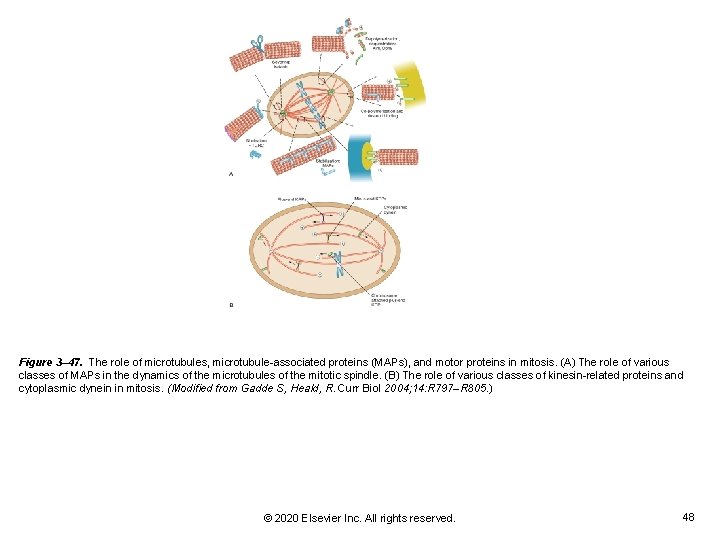 Figure 3– 47. The role of microtubules, microtubule-associated proteins (MAPs), and motor proteins in Figure 3– 47. The role of microtubules, microtubule-associated proteins (MAPs), and motor proteins in