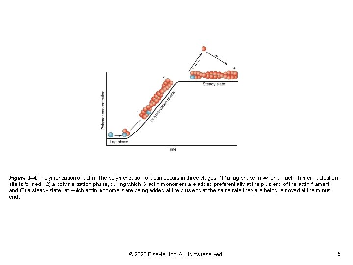 Figure 3– 4. Polymerization of actin. The polymerization of actin occurs in three stages: Figure 3– 4. Polymerization of actin. The polymerization of actin occurs in three stages: