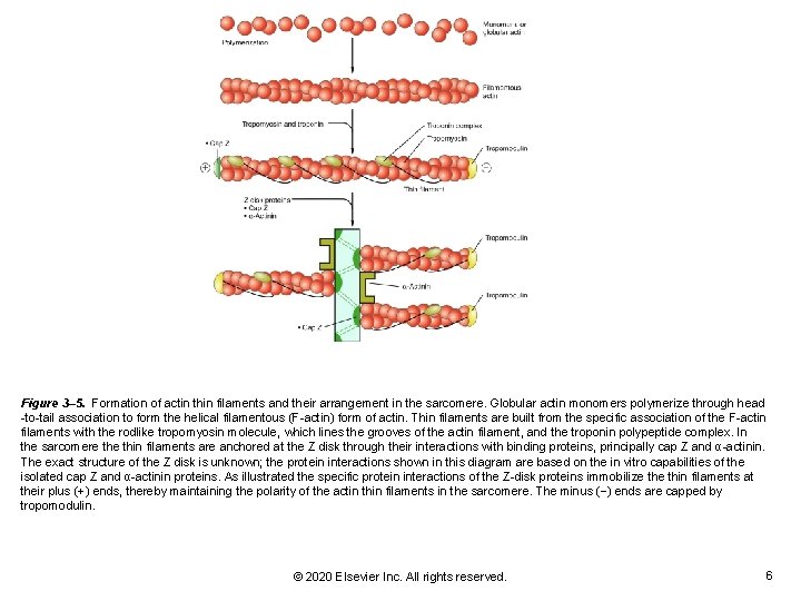 Figure 3– 5. Formation of actin thin filaments and their arrangement in the sarcomere. Figure 3– 5. Formation of actin thin filaments and their arrangement in the sarcomere.