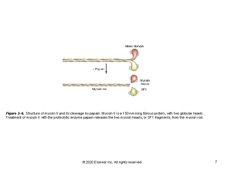 Figure 3– 6. Structure of myosin II and its cleavage by papain. Myosin II Figure 3– 6. Structure of myosin II and its cleavage by papain. Myosin II