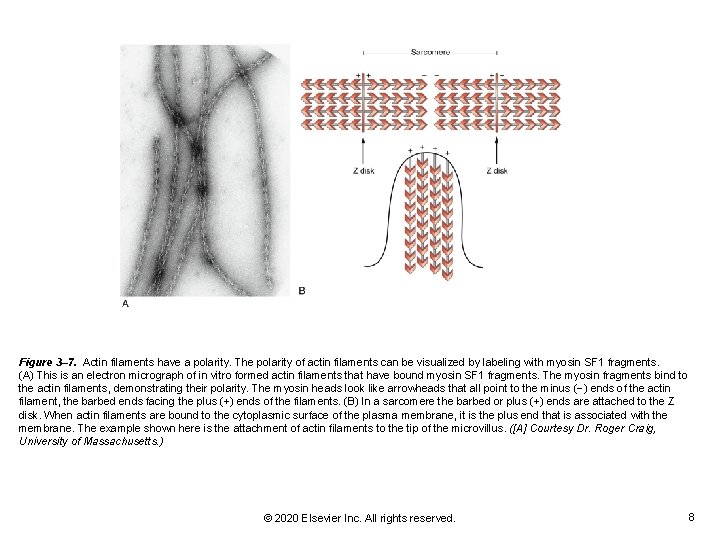 Figure 3– 7. Actin filaments have a polarity. The polarity of actin filaments can Figure 3– 7. Actin filaments have a polarity. The polarity of actin filaments can