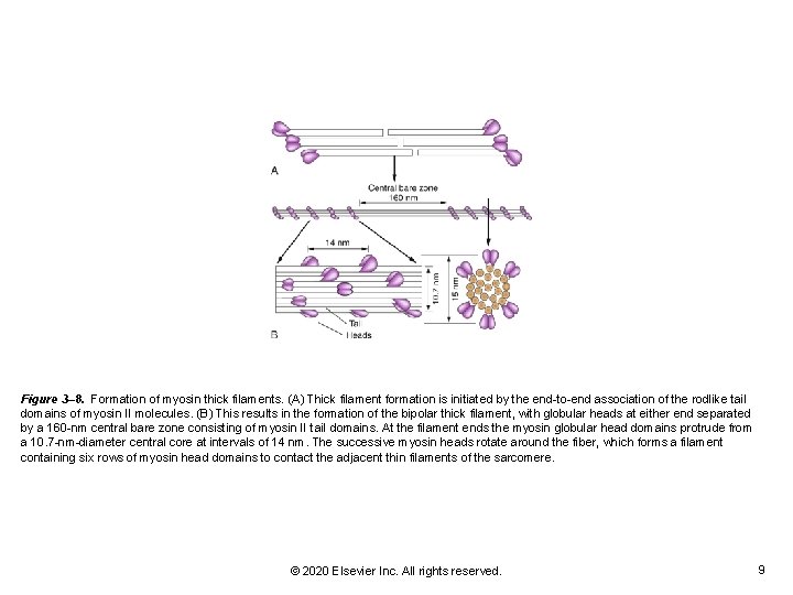 Figure 3– 8. Formation of myosin thick filaments. (A) Thick filament formation is initiated Figure 3– 8. Formation of myosin thick filaments. (A) Thick filament formation is initiated